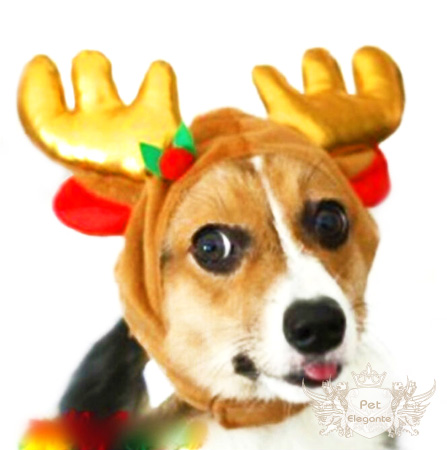 Cachorro rena clearance