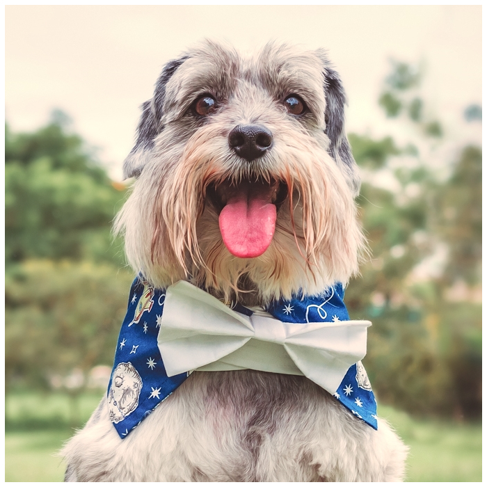 Colarinho com Gravata para Cachorro e Gato – Azul Marinho Astronautas