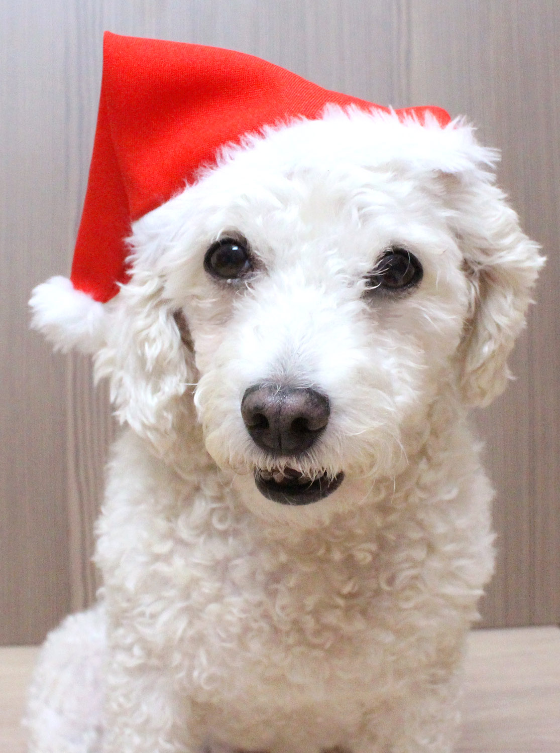 Cachorro DE Chapéu DE Papai Noel Fotos do acervo - FreeImages.com