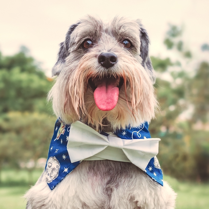 Cachorro com gravatinha Clearance