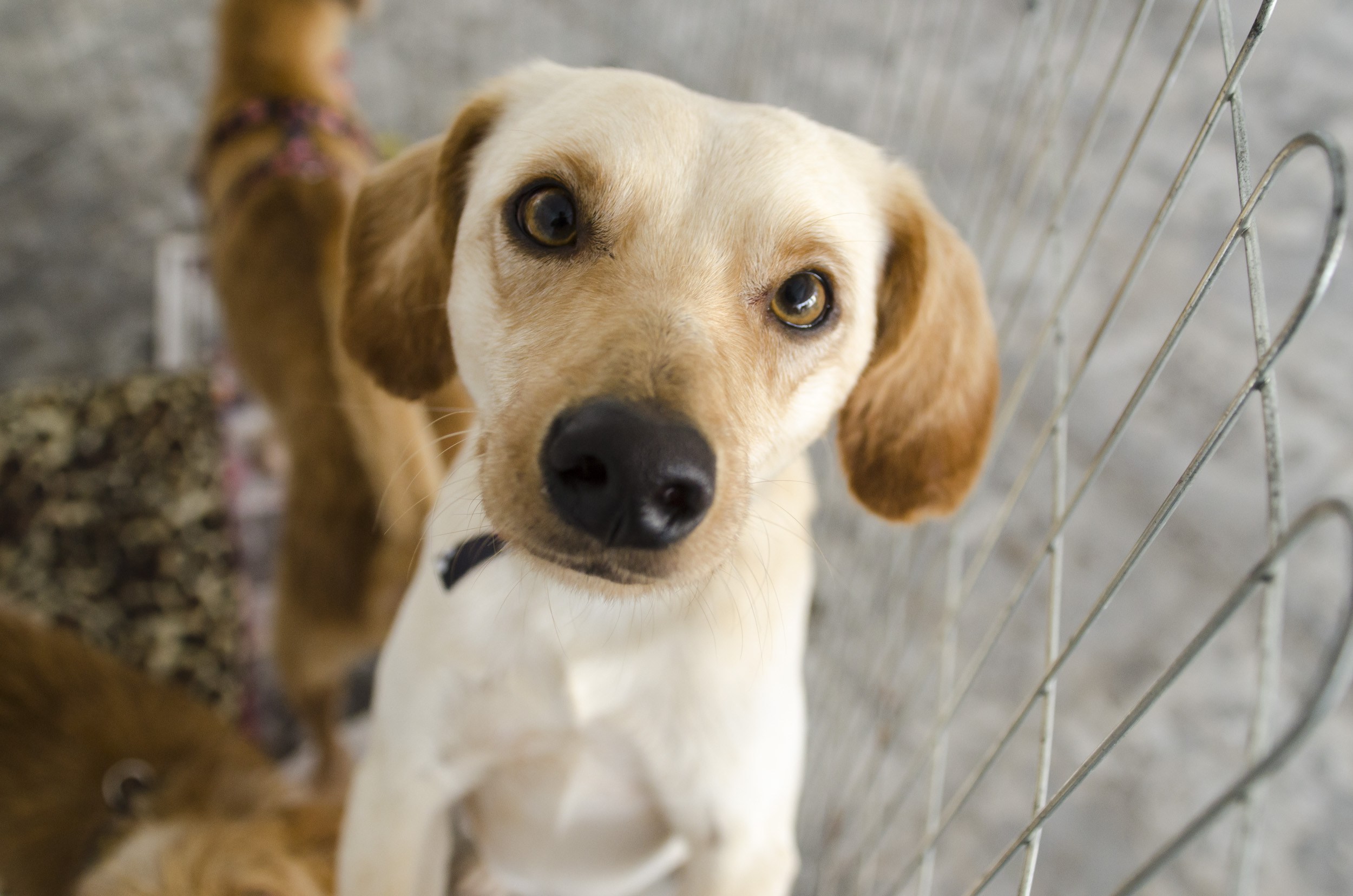 Adoção de Cachorro: 10 Dicas para Se Preparar