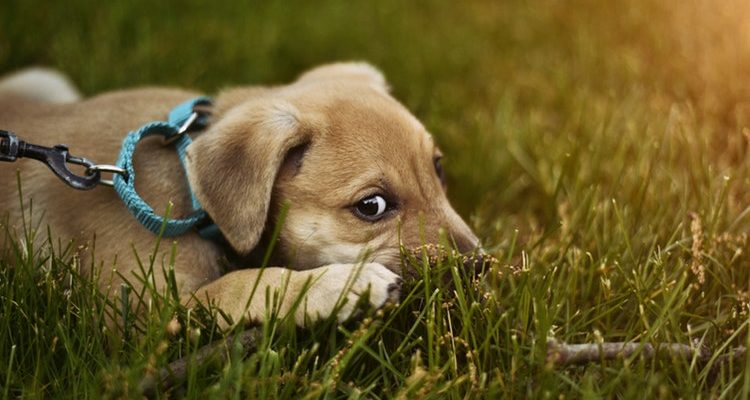 cachorro com coleira e guia na grama