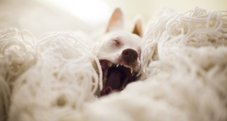 cachorro com coleira e guia na grama