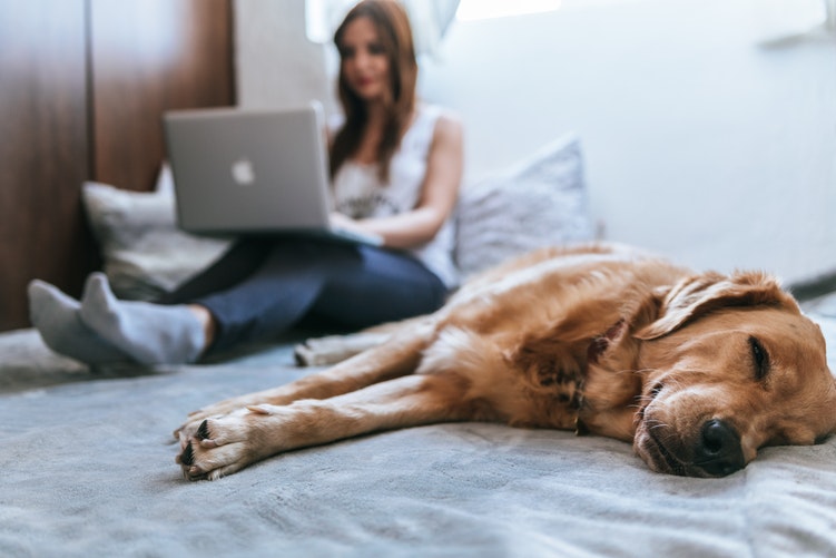 cachorro dormindo e mulher notebook