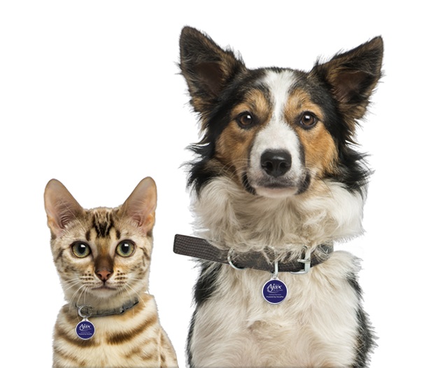 Plaquinha de Identificação: 4 Motivos para Seu Pet Ter Uma