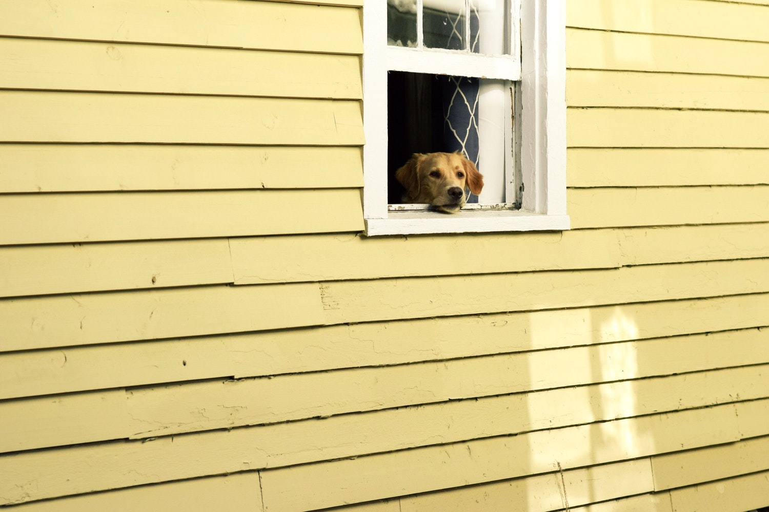 cachorro esperando na janela