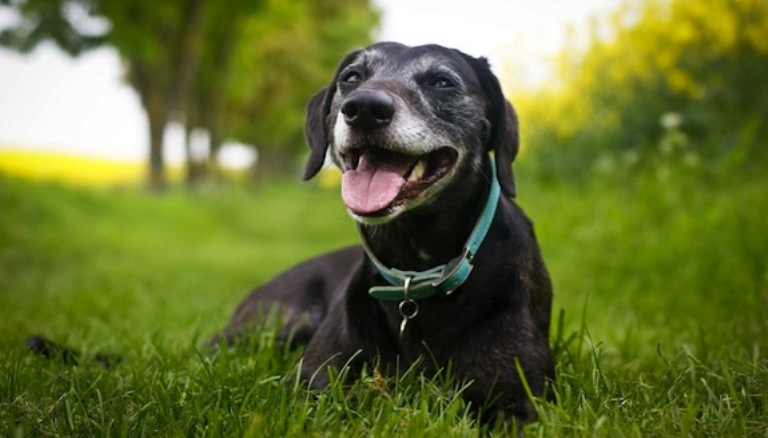 cachorro feliz com coleira e pingente