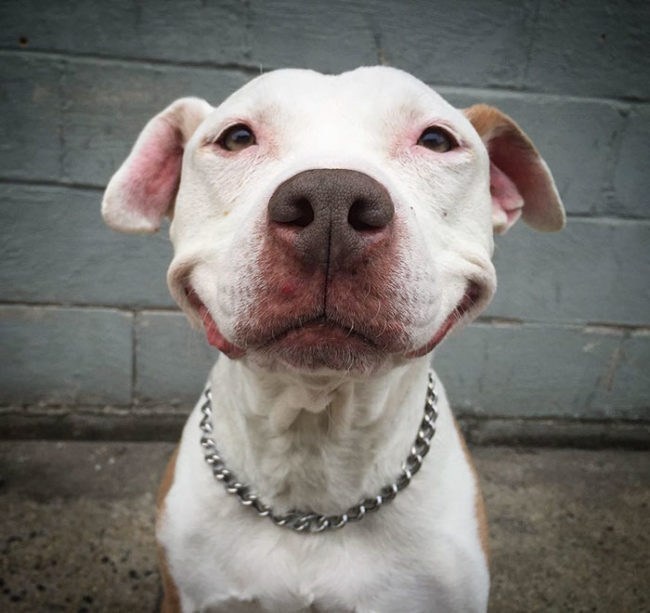 cachorro feliz com corrente de aço