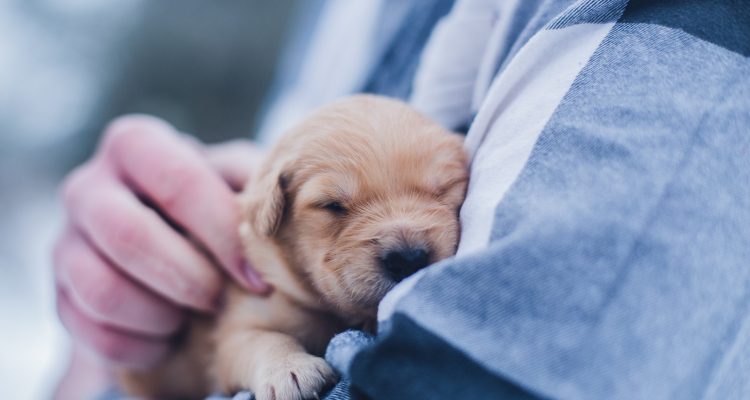 cachorro com coleira e guia na grama