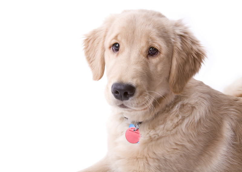 cachorro fofinho usando pingente de identificação