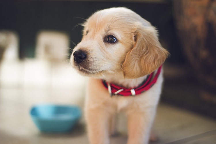 cachorro golden retriever filhote com coleira para cachorro