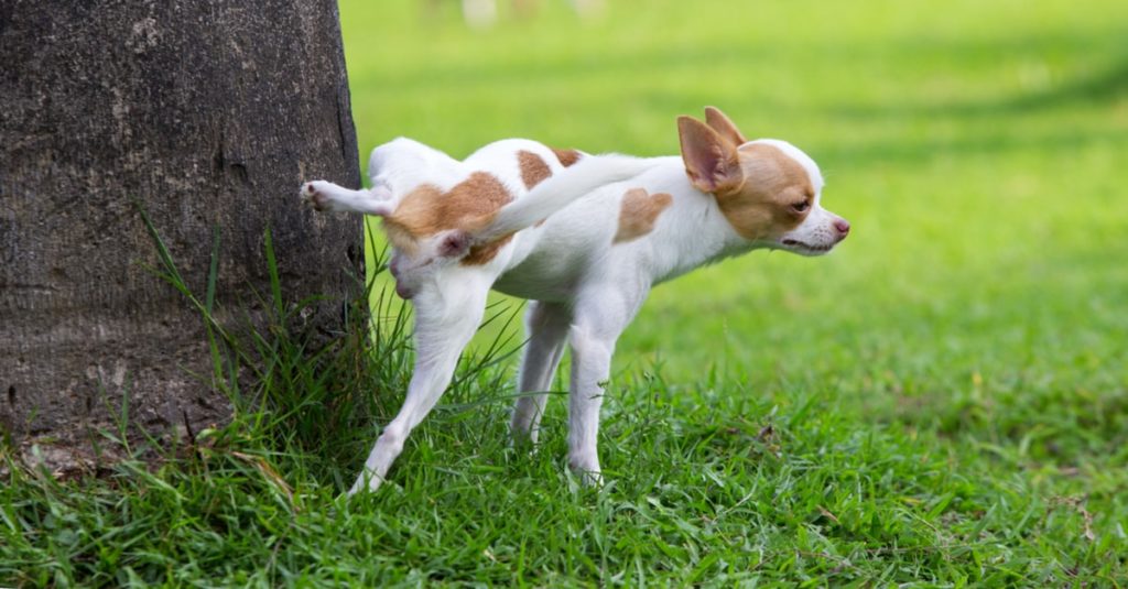 cachorro pequeno chihuahua fazendo xixi em árvore