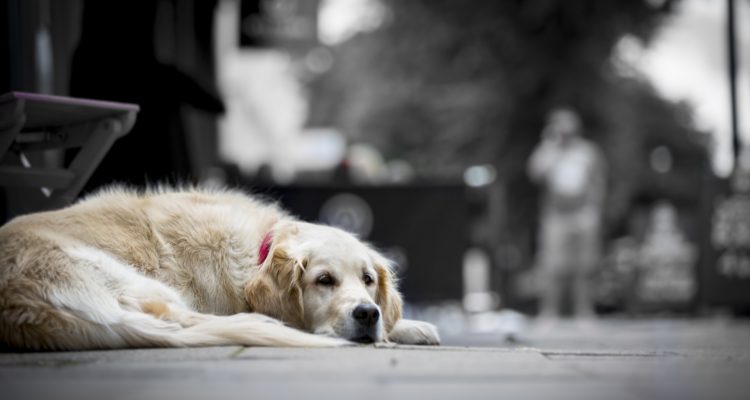 Cachorro Perdido? 10 Dicas para Encontrar seu Pet | Pet Elegante