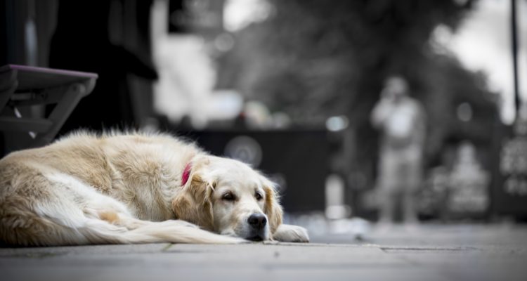 cachorro com coleira e guia na grama