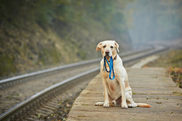 cachorro perdido labrador com guia na boca