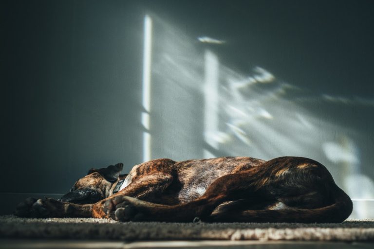 cachorro sonha enquanto dorme cachorro sonha enquanto dorme