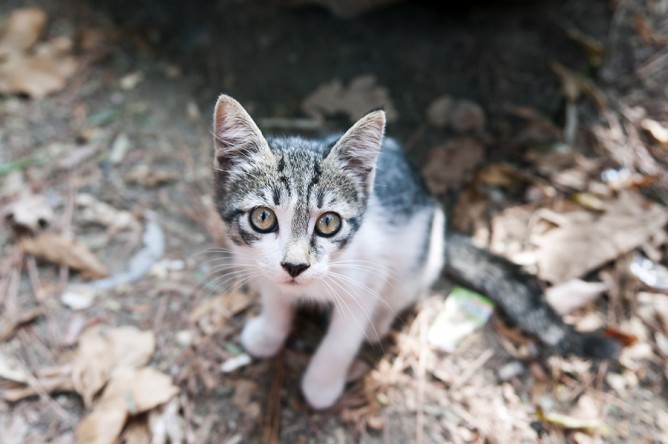 gatinho olhando para câmera