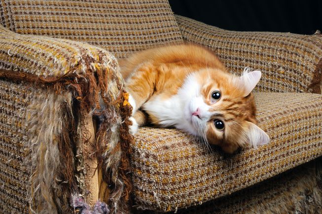 gato arranha sofá deitado