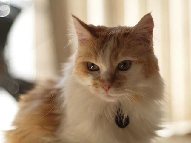gato com pingente de identificação