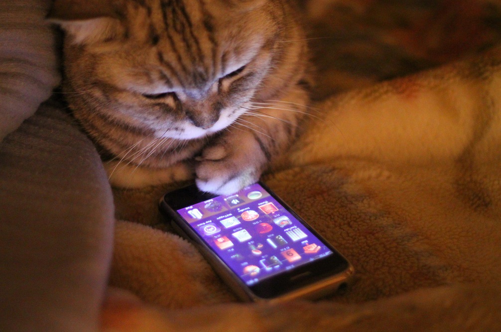 gato mexendo no celular