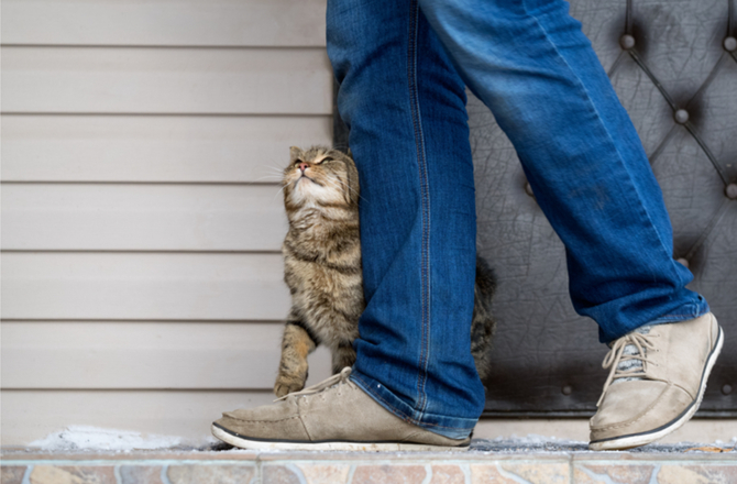 gato se esfregando na perna de humano