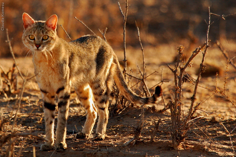 gato selvagem africano