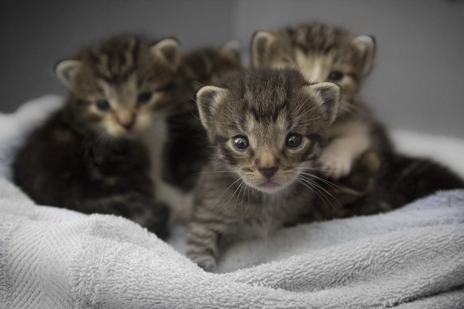 gatos filhotes abraçados cobertor