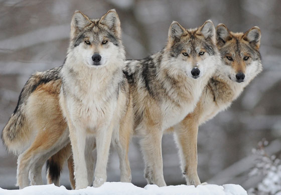 lobos ancestrais dos cães